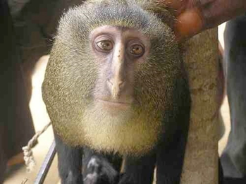 Cercopithecus lomamiensis